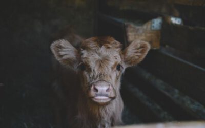 La victòria incompleta de la llei de maltractament animal