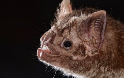 Distanciamiento social en el murciélago vampiro y nuestra relación con los otros animales