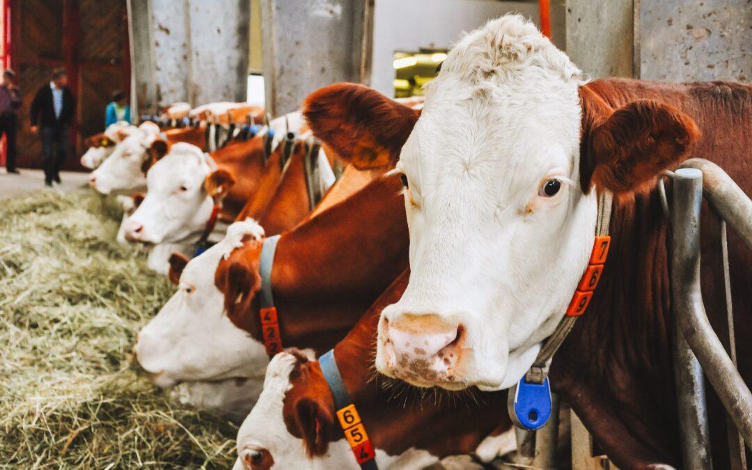 Liberación animal, trabajo animal y carne feliz…