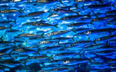 Sintiencia en peces: de los datos a los deberes