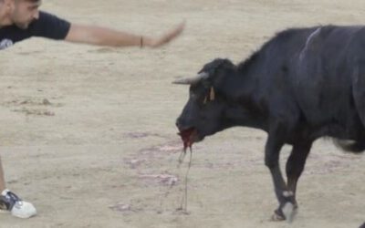 Tradición y “fiestas” que incluyen a los otros animales: breve reflexión acerca de cultura, tradición e identidad a propósito de la funesta becerrada realizada en Valmojado (Toledo)