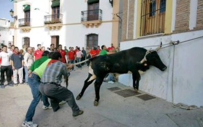 Las ponencias de la I Jornada (II): “Bous al carrer i correbous. Cosificación de los animales como objectos interactivos para el entretenimento”