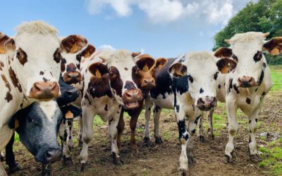 Cine-Fòrum sobre el món emocional dels altres animals