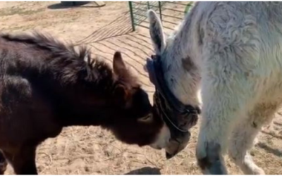 Dolor y duelo en los otros animales
