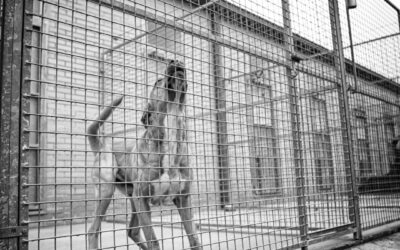 Nos sumamos a la campaña «En defensa de los animales. Por una Ley estatal de Protección Animal»