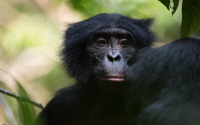 Somos también bonobas: la tribu hominini