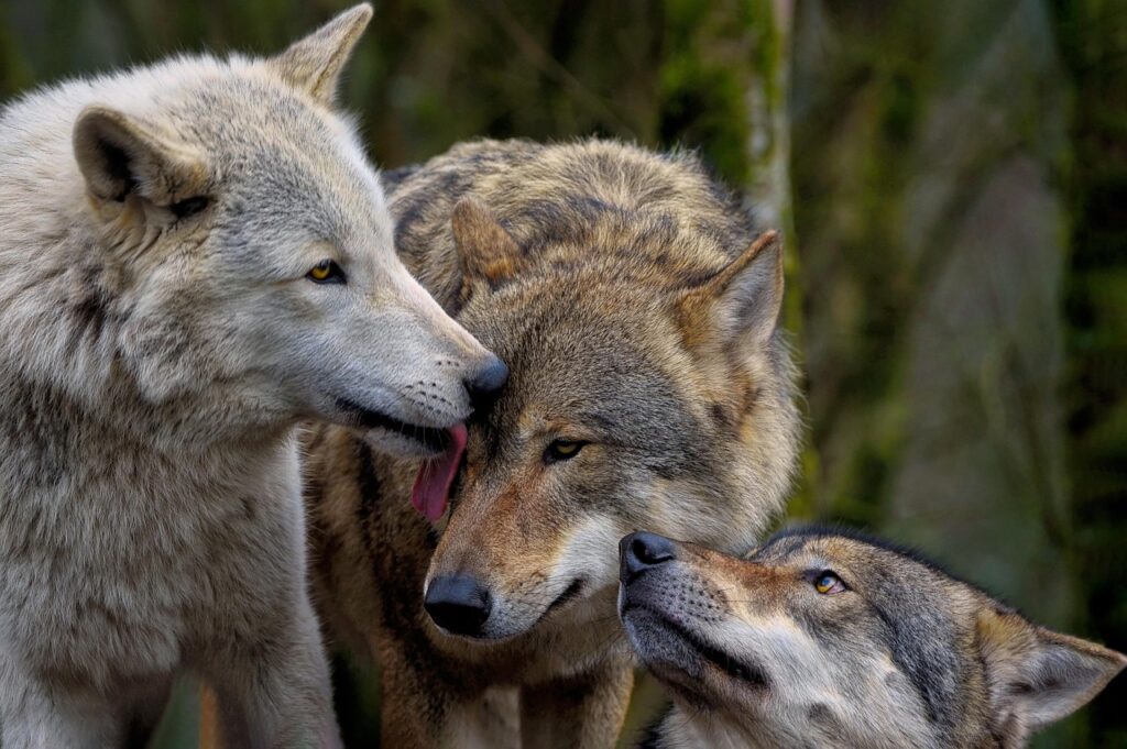 Lobos lamiéndose. Autor: AMBQUINN (Pixabay)