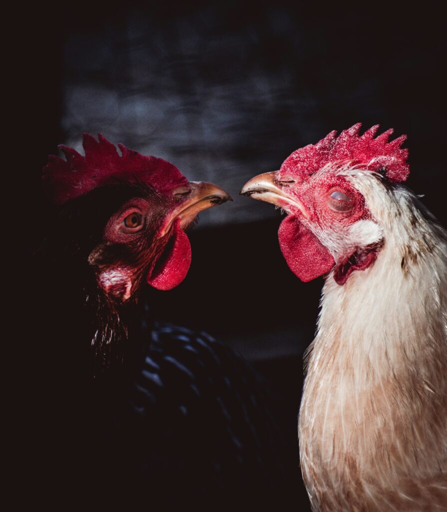 Foto: Adam Nir (unsplash)