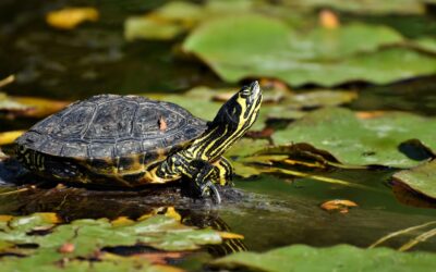LES TORTUGUES “INVASORES” NO EN TENIEN LA CULPA; PER UN ECOLOGISME ANTIESPECISTA I RADICAL