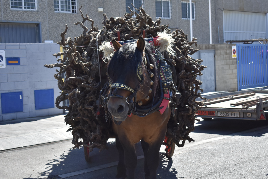 Équida con carga durante  el evento Tres Tombs. (Mara Martínez Morant)
