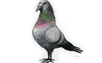 Palomas en el Antropoceno