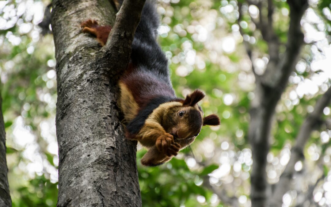 Protegido: Más allá de ‘lo humano’: La agencia animal bajo la mirada sociológica