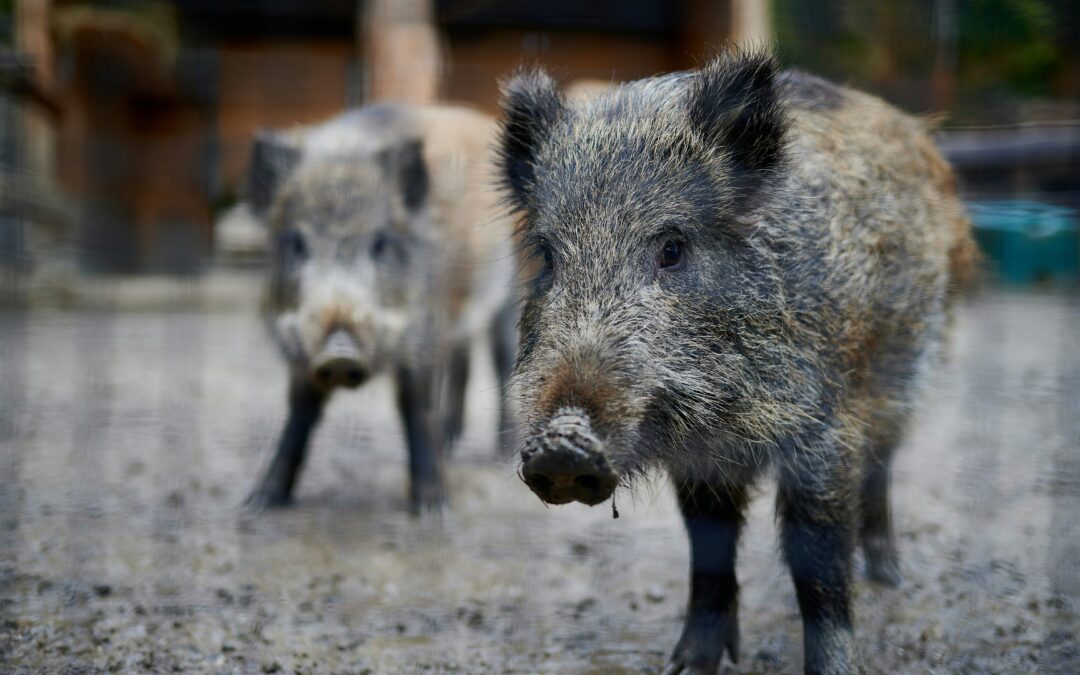 Protegido: El jabalí, víctima propiciatoria de la cultura patriarcal y de la industria ganadera