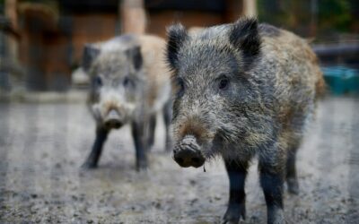 Protegido: El jabalí, víctima propiciatoria de la cultura patriarcal y de la industria ganadera