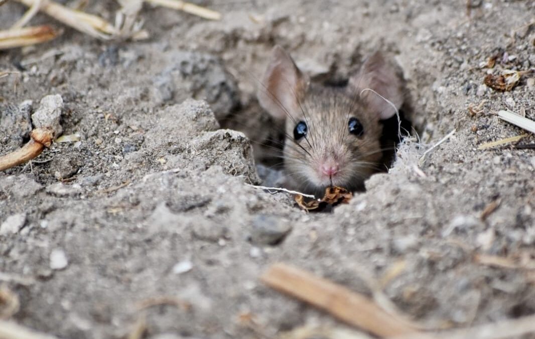 Protegido: Pensando las violencias sobre las demás animales desde la noción de genocidio