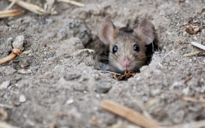 Protegido: Pensando las violencias sobre las demás animales desde la noción de genocidio