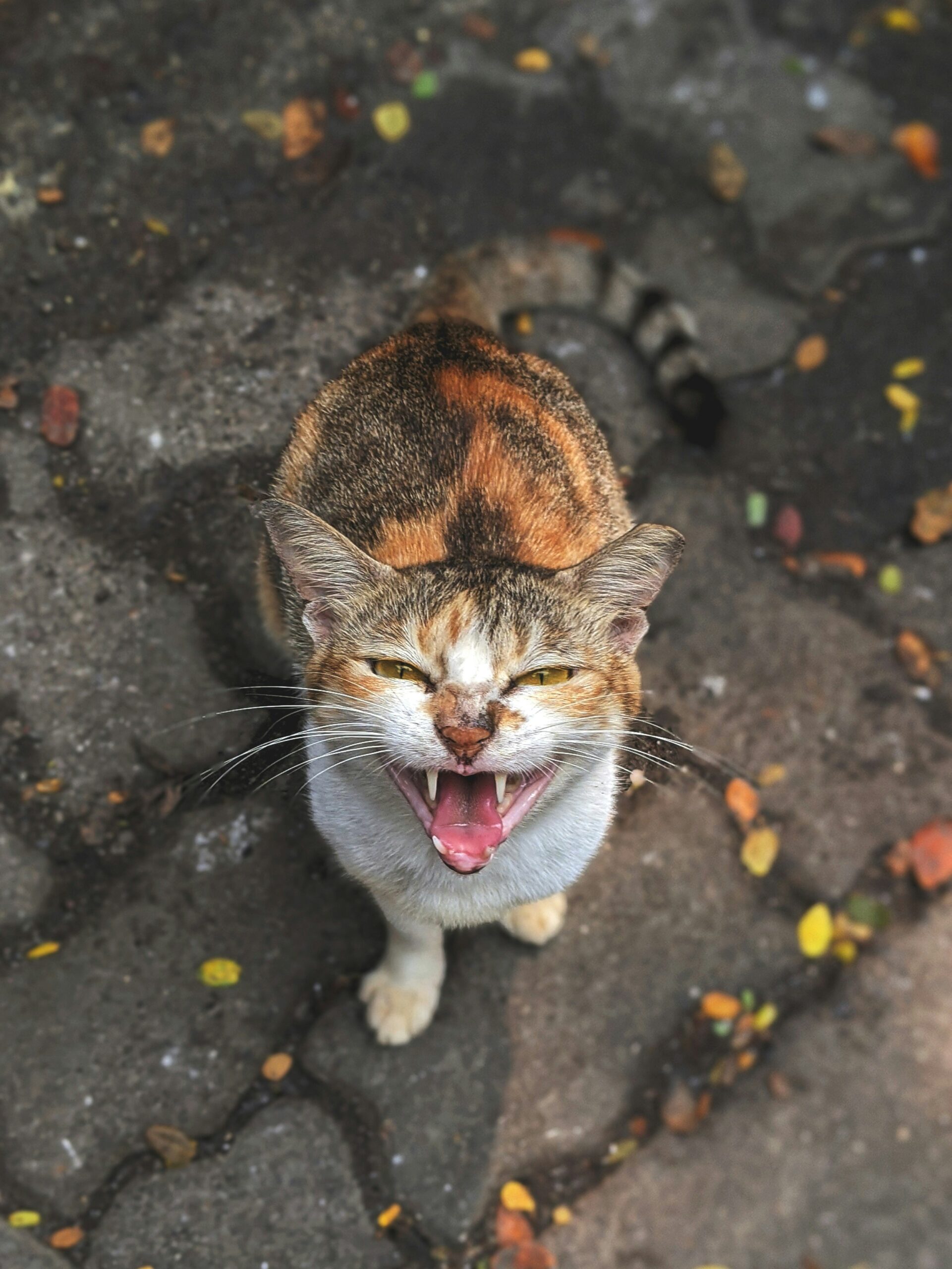 Imagen: Farzan Lelinwalla (unsplash)